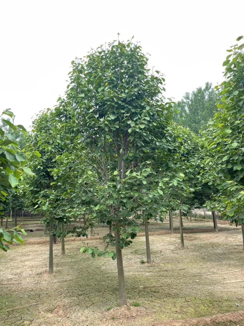 红花，白花，黄花，玉兰