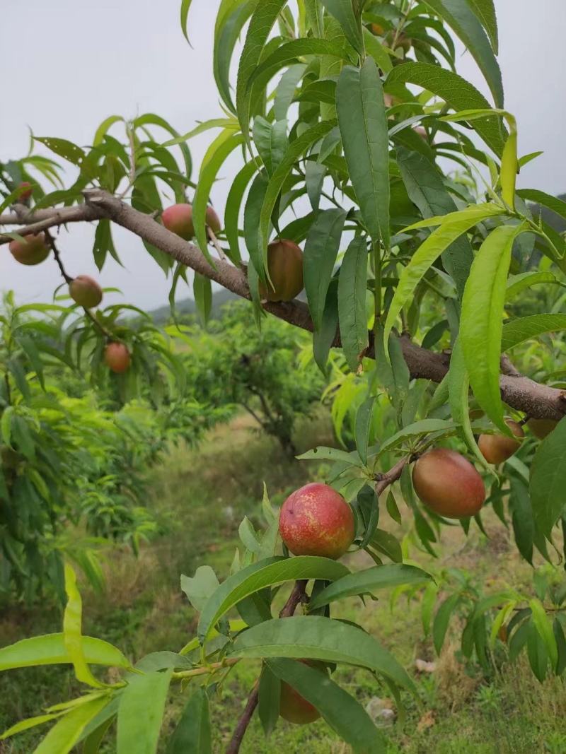 [热销]黄心油桃，中油系列，09-3，口感脆甜，供应全国