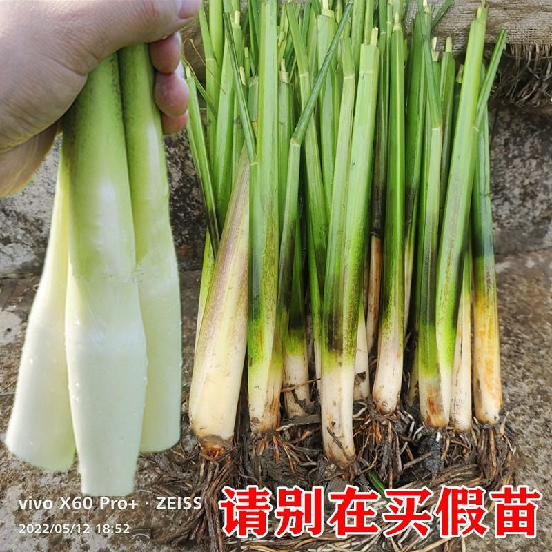 茭白苗双季茭瓜苗高笋苗。早熟6号7号8号美人茭苗种