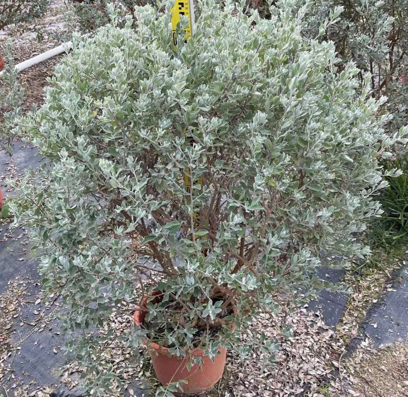 粉花玉芙蓉苗银叶芙蓉阳台庭院红花玉芙蓉花卉植物带花苞
