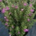 粉花玉芙蓉苗银叶芙蓉阳台庭院红花玉芙蓉花卉植物带花苞