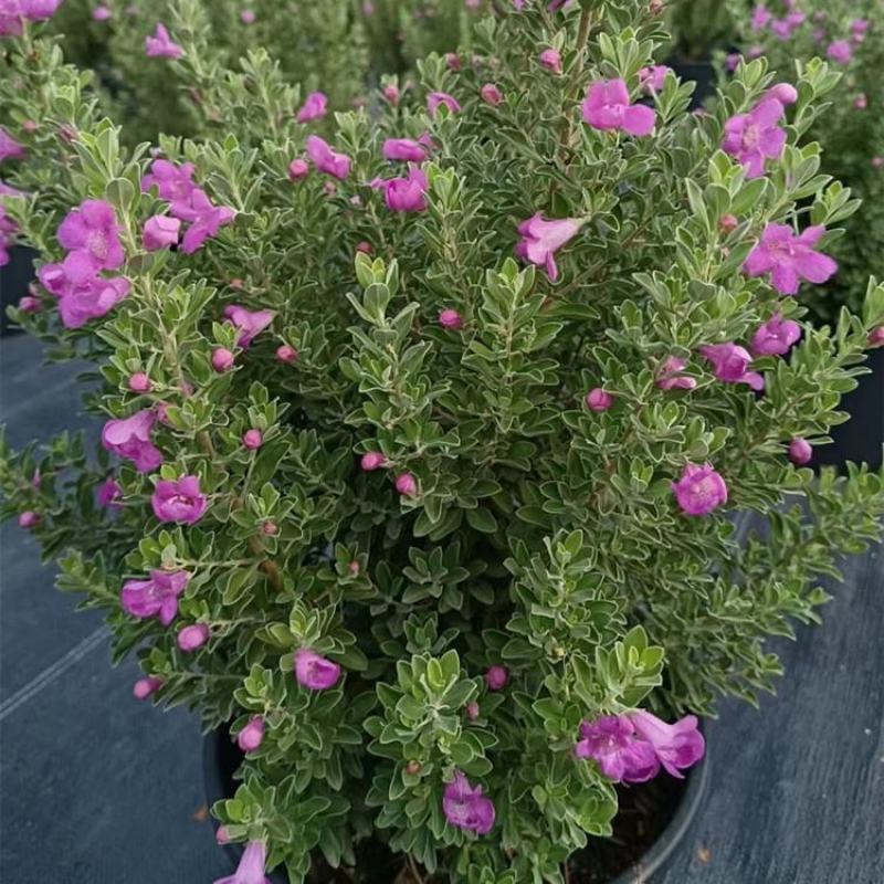 粉花玉芙蓉苗银叶芙蓉阳台庭院红花玉芙蓉花卉植物带花苞