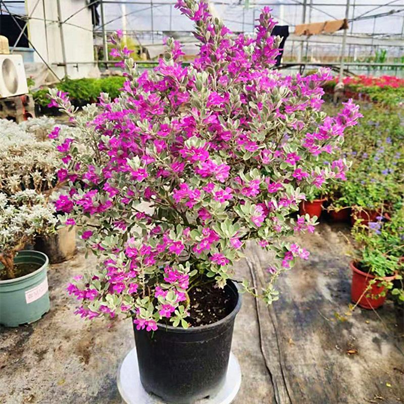 粉花玉芙蓉苗银叶芙蓉阳台庭院红花玉芙蓉花卉植物带花苞