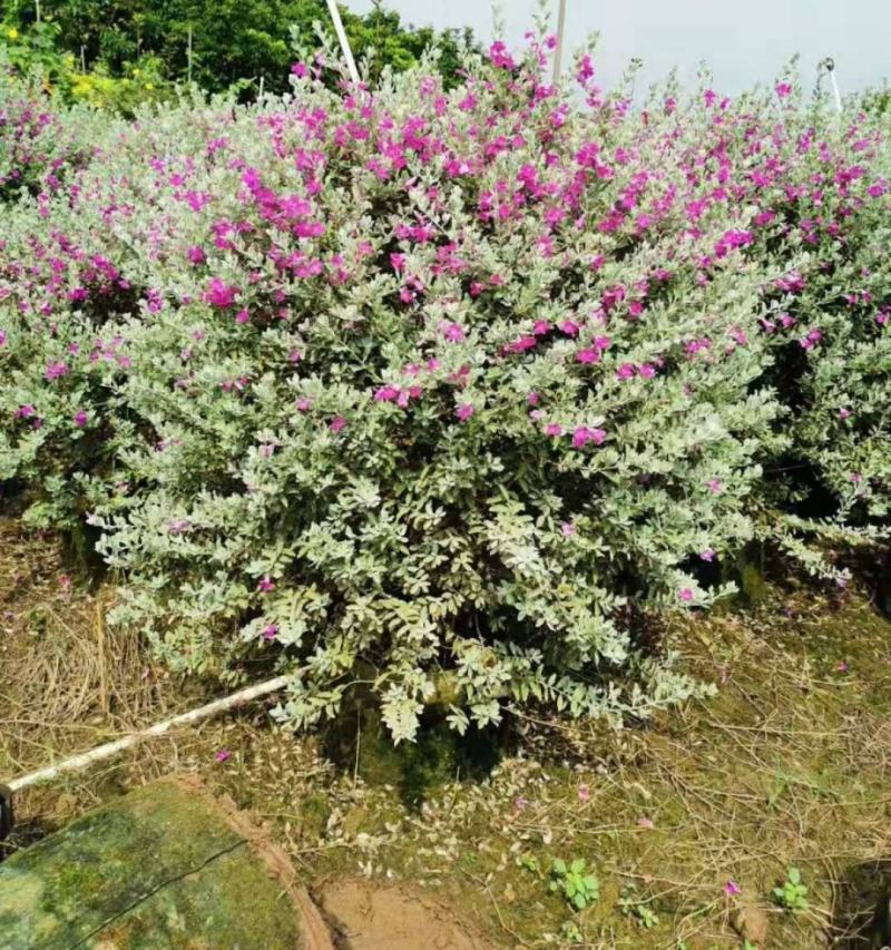 粉花玉芙蓉苗银叶芙蓉阳台庭院红花玉芙蓉花卉植物带花苞