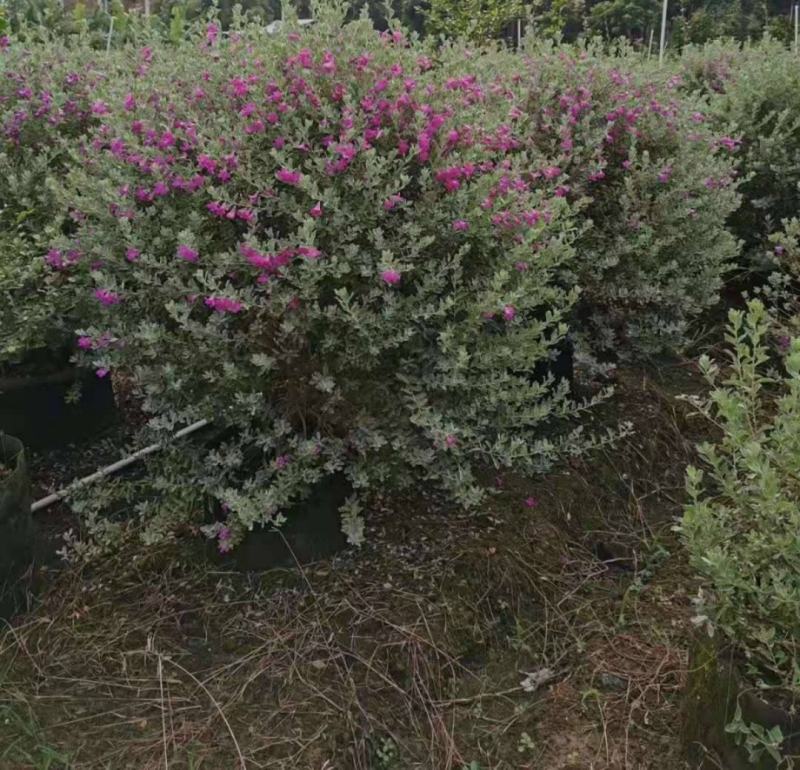 粉花玉芙蓉苗银叶芙蓉阳台庭院红花玉芙蓉花卉植物带花苞