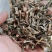 薄荷全颗切段，无硫熏，