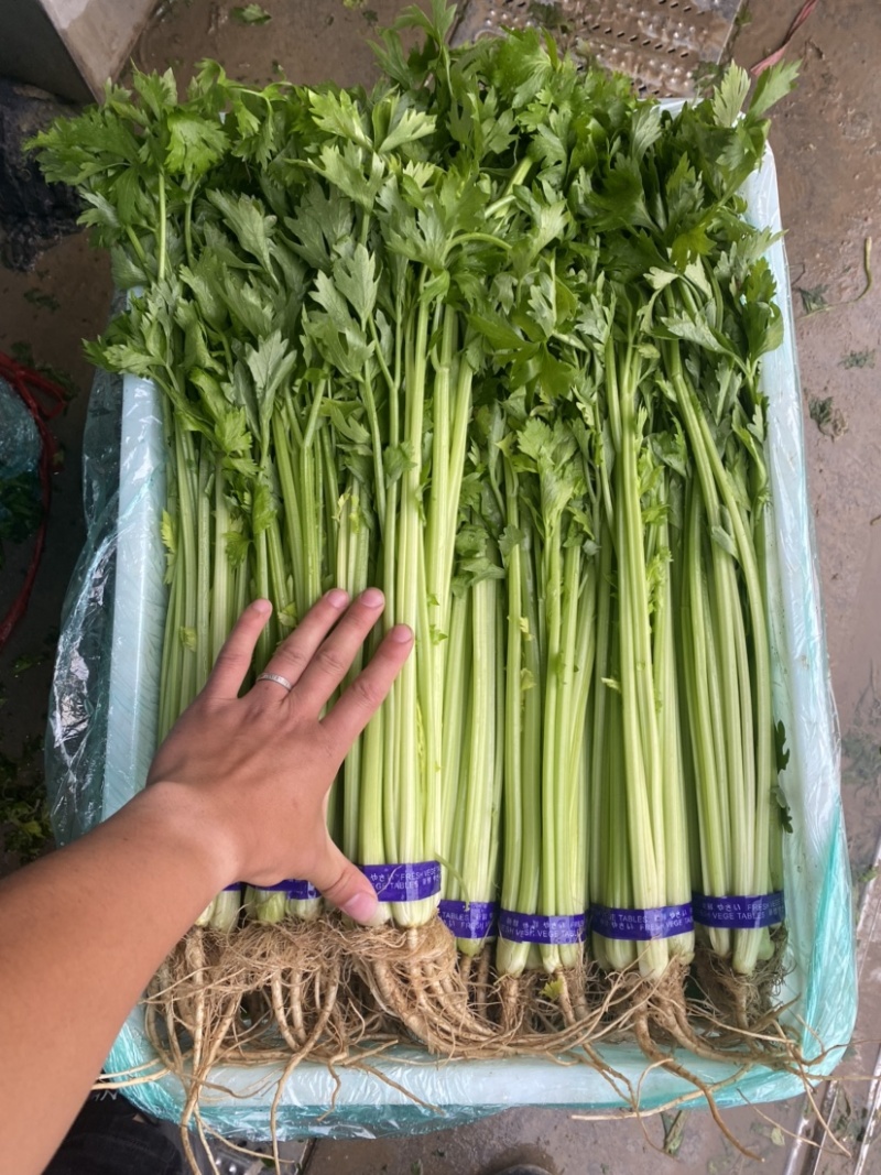 山芹香芹小香芹新鲜蔬菜大量批发产地直销