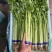 山芹香芹小香芹新鲜蔬菜大量批发产地直销
