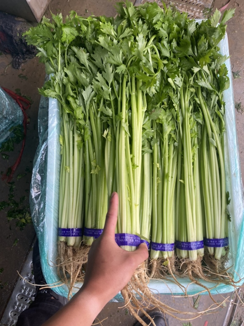 山芹香芹小香芹新鲜蔬菜大量批发产地直销