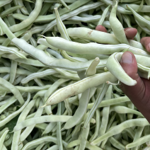 白不老芸豆豆角！电商！商场！市场！大量供应