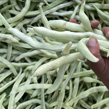 白不老芸豆豆角！电商！商场！市场！大量供应