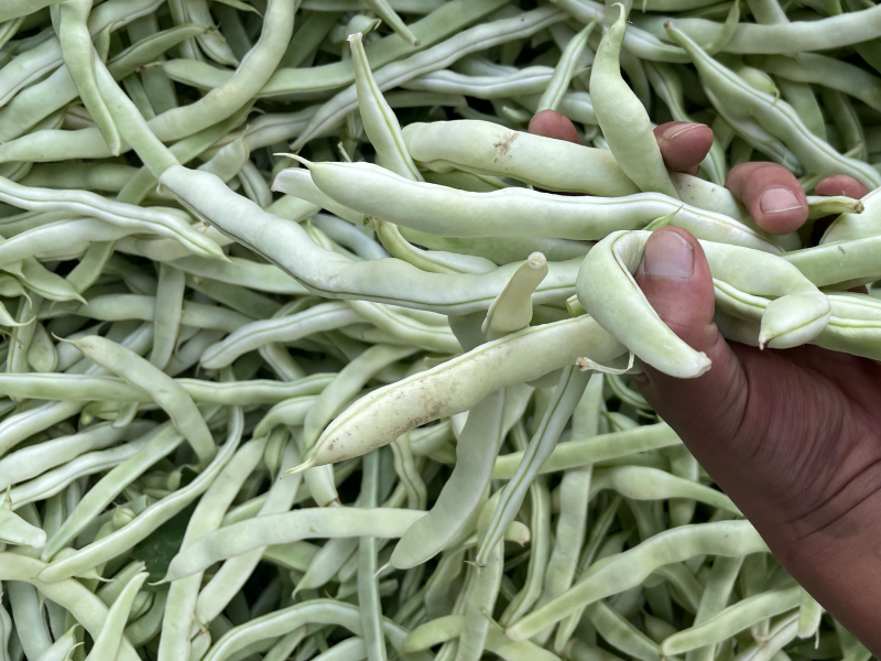 白不老芸豆豆角！电商！商场！市场！大量供应