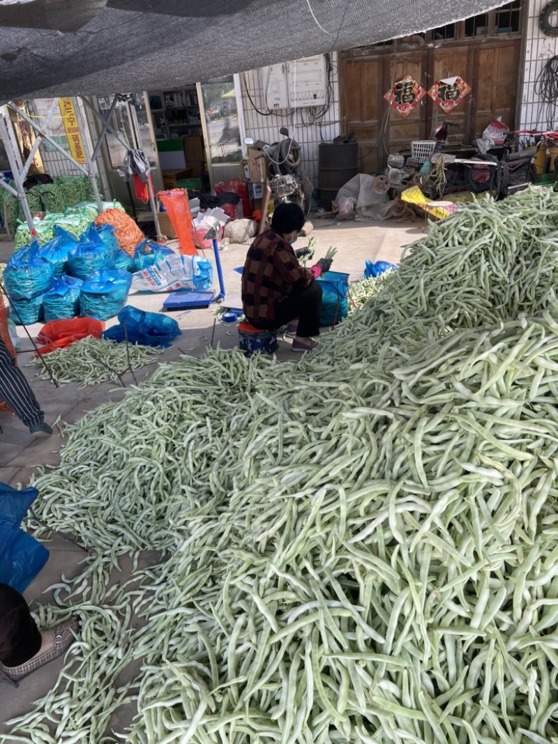 白不老芸豆豆角！电商！商场！市场！大量供应