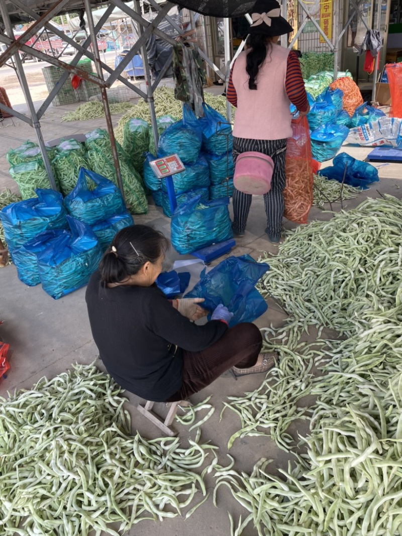 白不老芸豆豆角！电商！商场！市场！大量供应