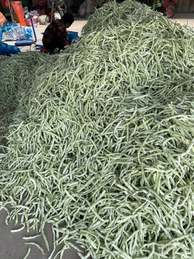 白不老芸豆豆角！电商！商场！市场！大量供应