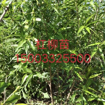 杠柳