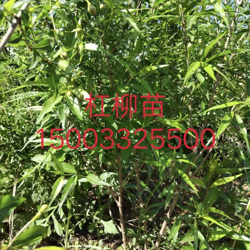 杠柳