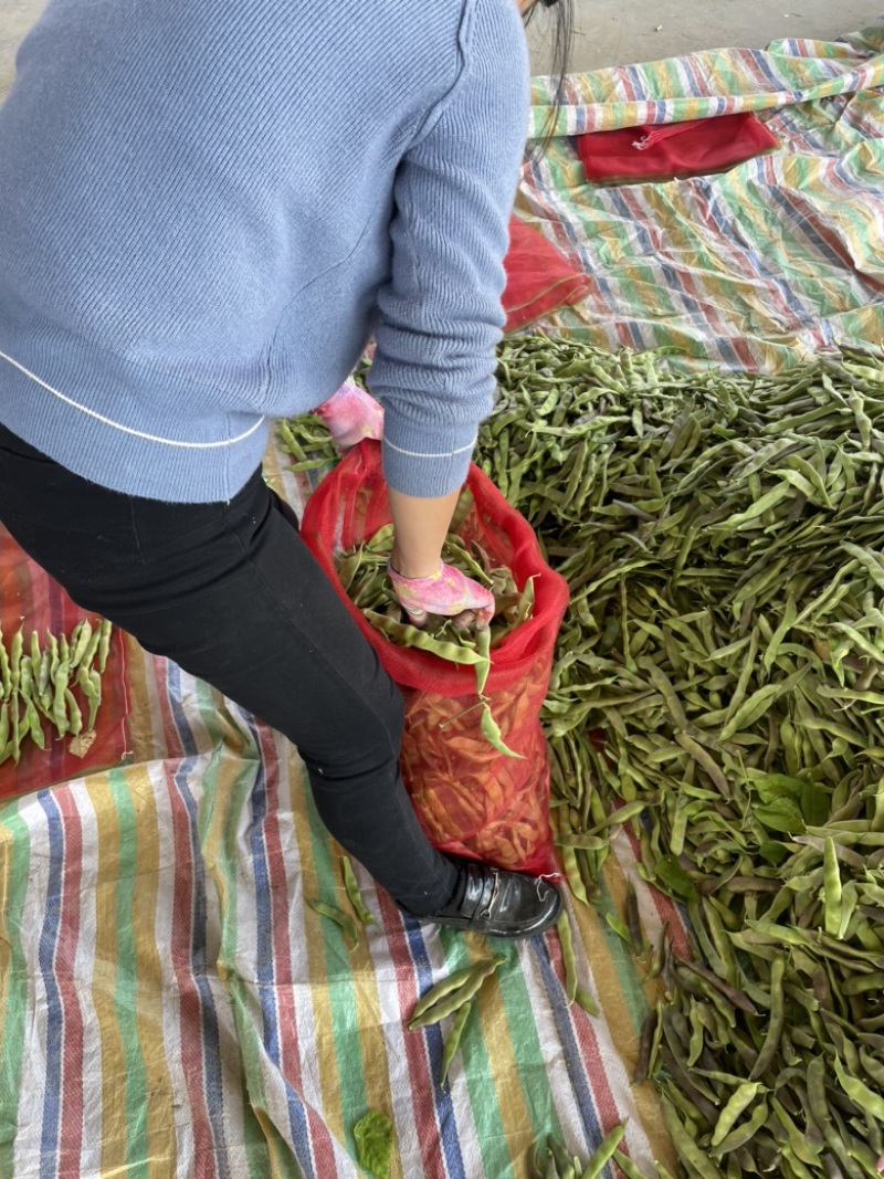 油豆芸豆豆角！电商！商场！市场！大量供应