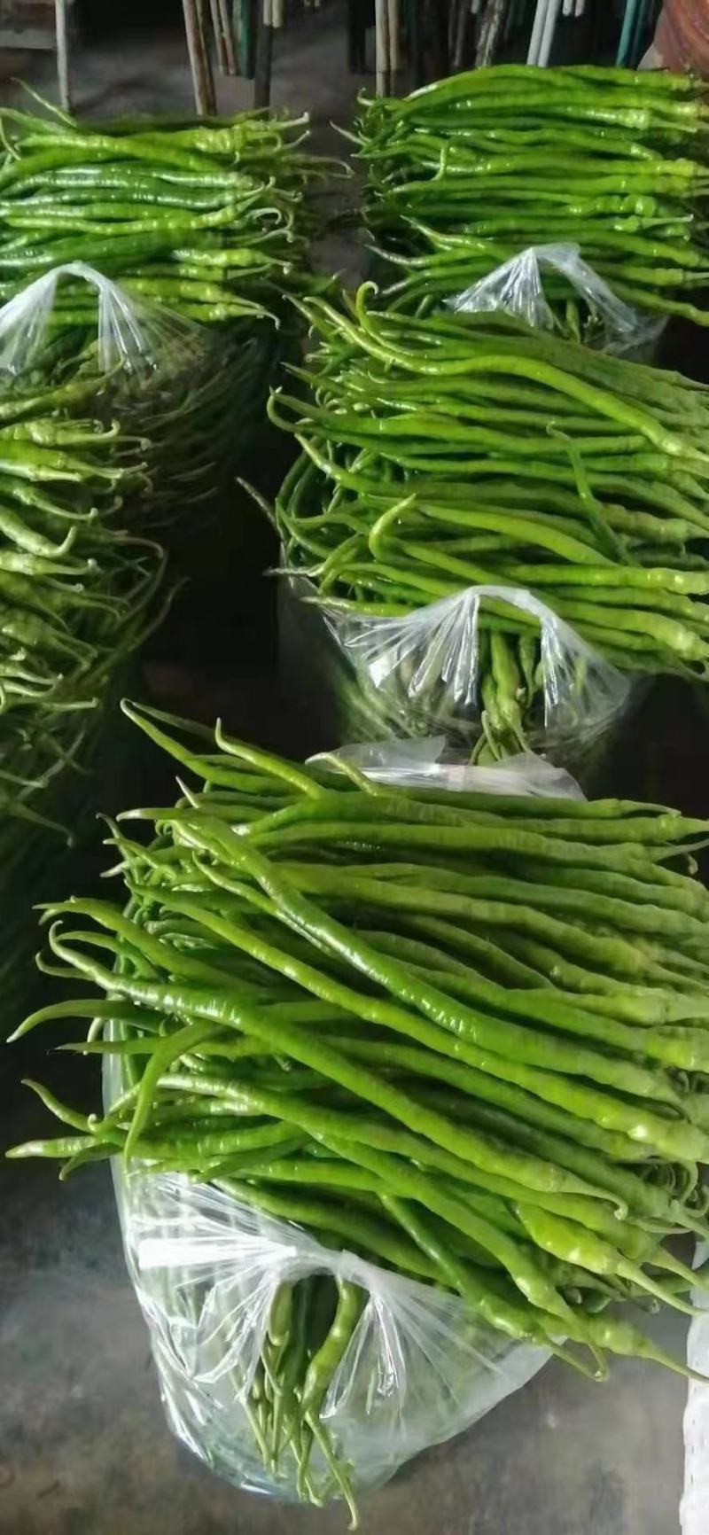 博弦青线F1辣椒种子果长27厘米亩产8000千斤皮薄肉厚