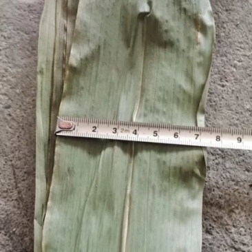 少量干粽叶