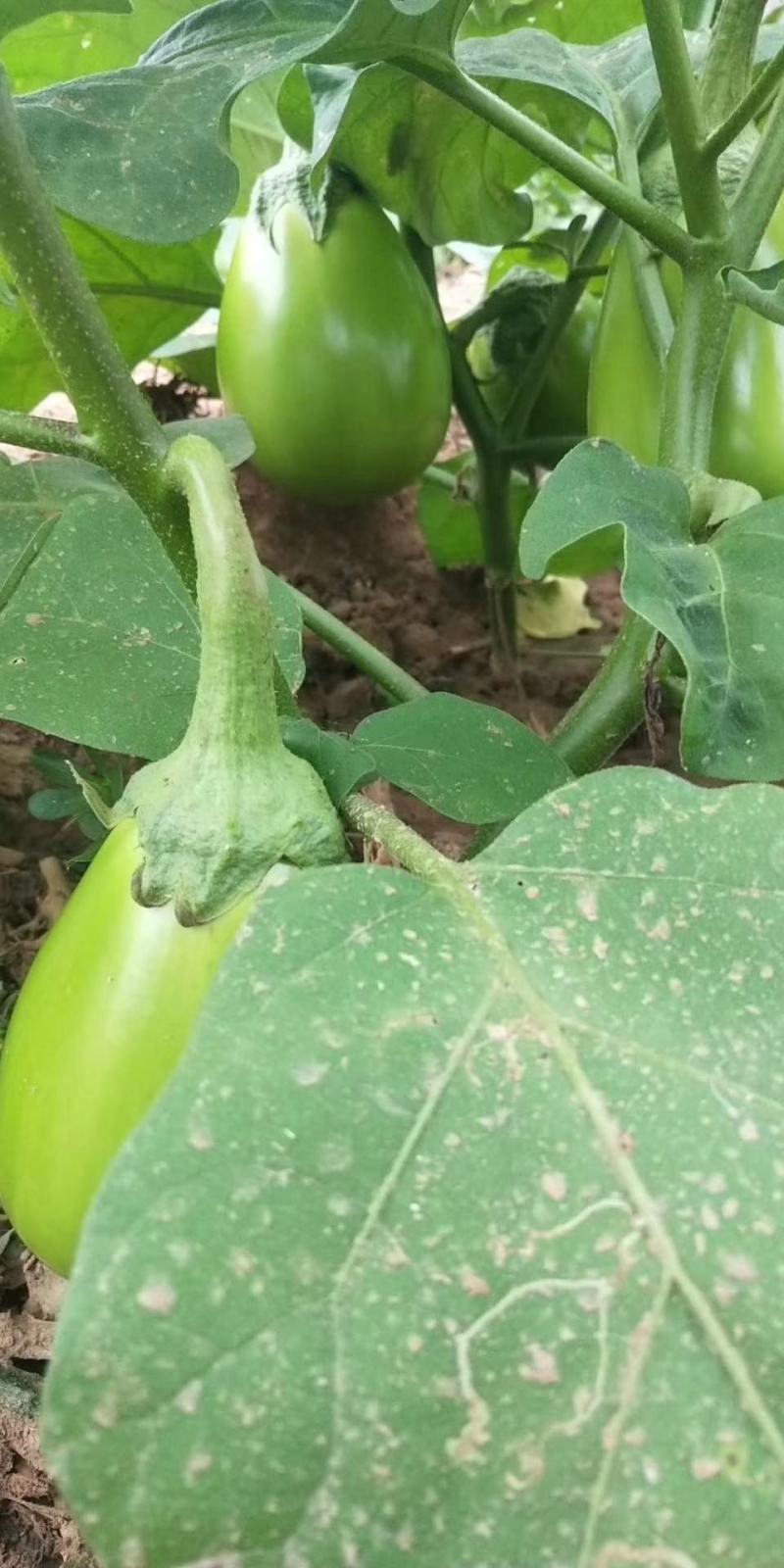 白花早青茄种子高产抗病大果囗感好亩产1300公斤抗病