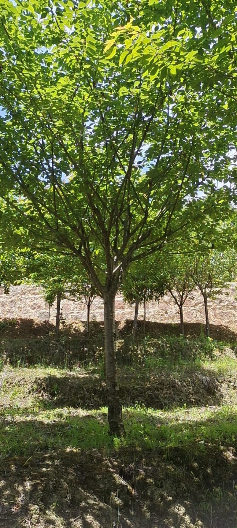 12公分精品樱花，基地直供，树型优美，常年大量供应