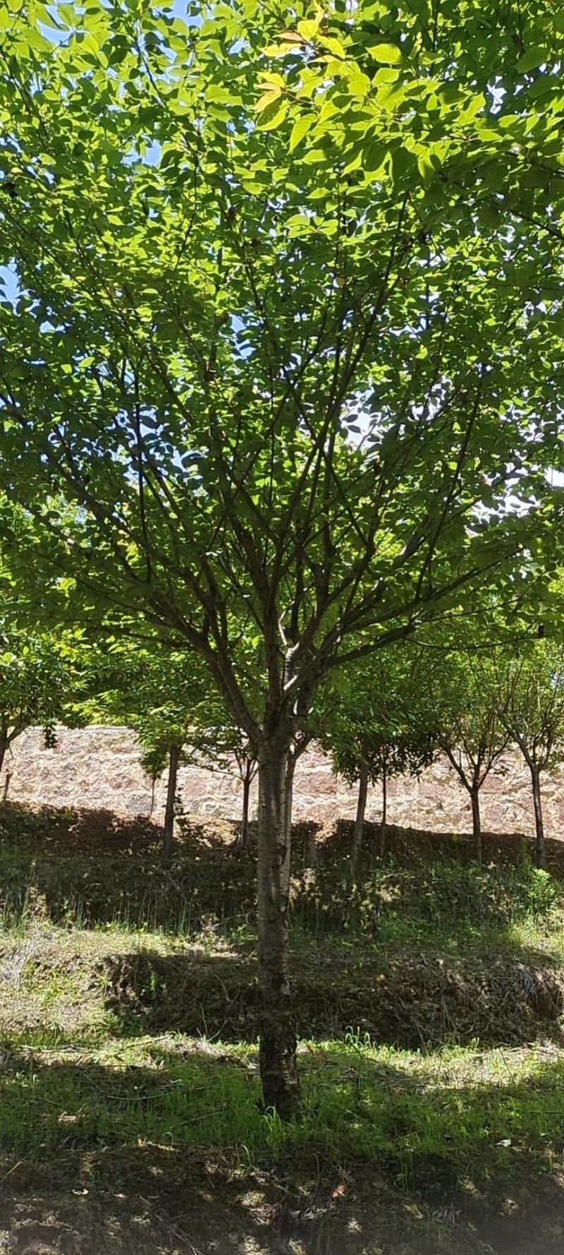 12公分精品樱花，基地直供，树型优美，常年大量供应