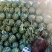 安徽甜王西瓜，黑籽，大红瓤，货源充足，实力代收，质量保证