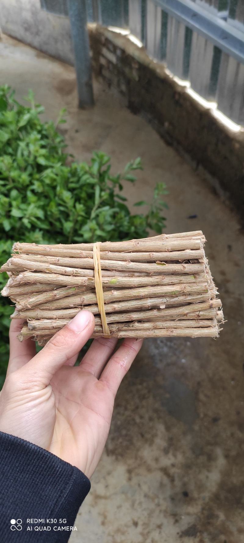 枸杞种子，枸杞苗，枸杞叶。