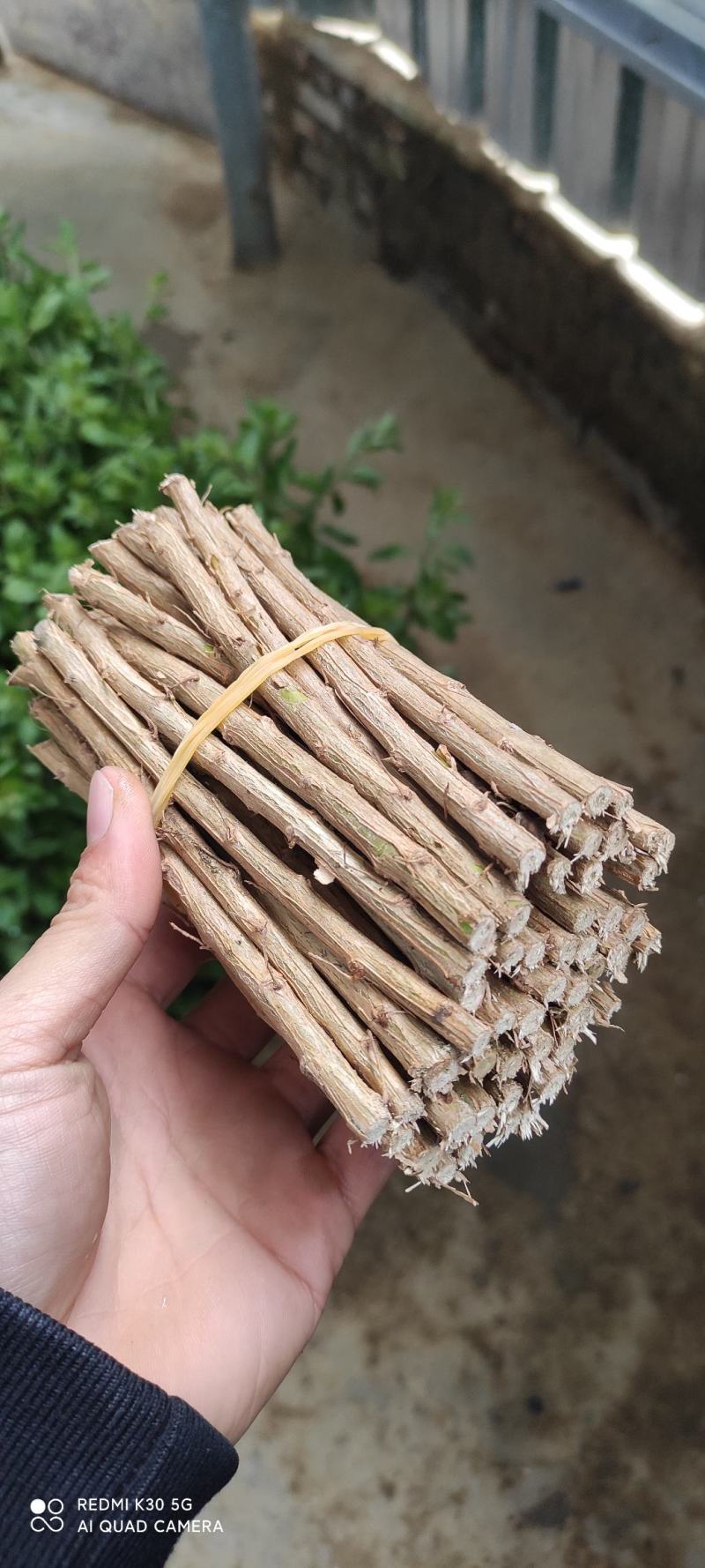枸杞种子，枸杞苗，枸杞叶。
