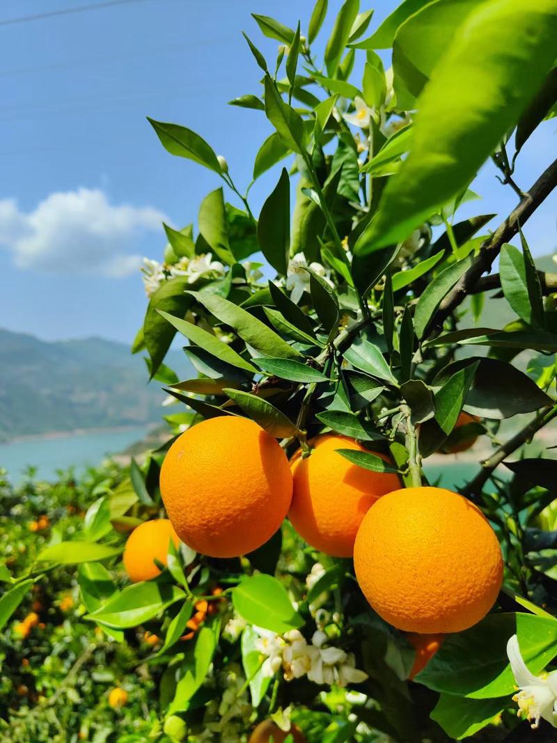 精品甜橙纽荷尔个大味甜挂树鲜果看园采摘品质保障