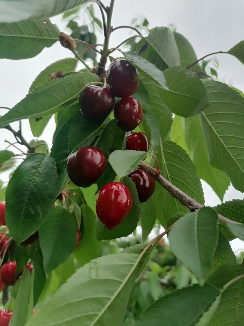 澄县樱桃红灯