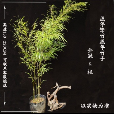 筇竹