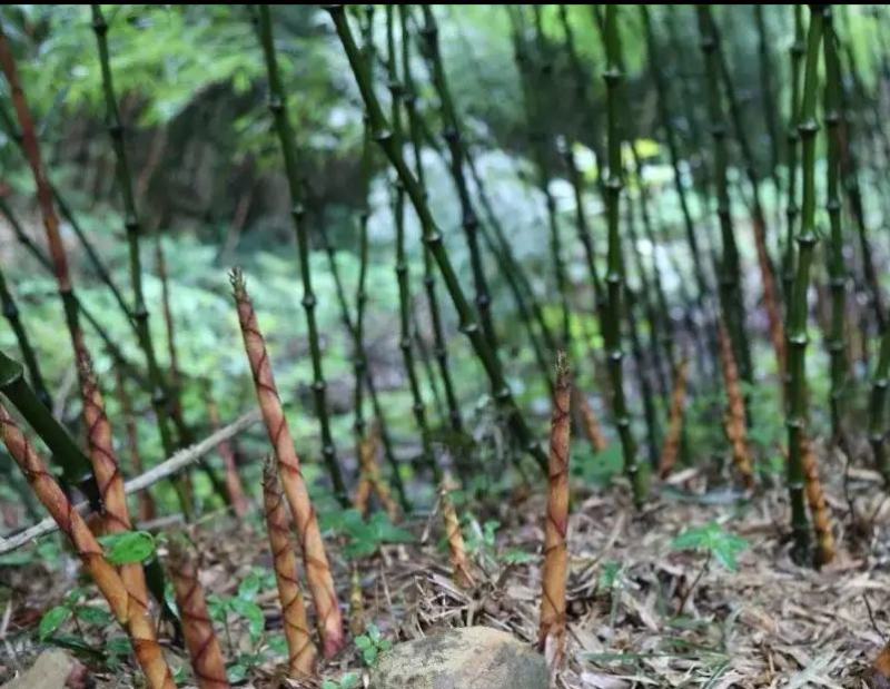 筇竹
