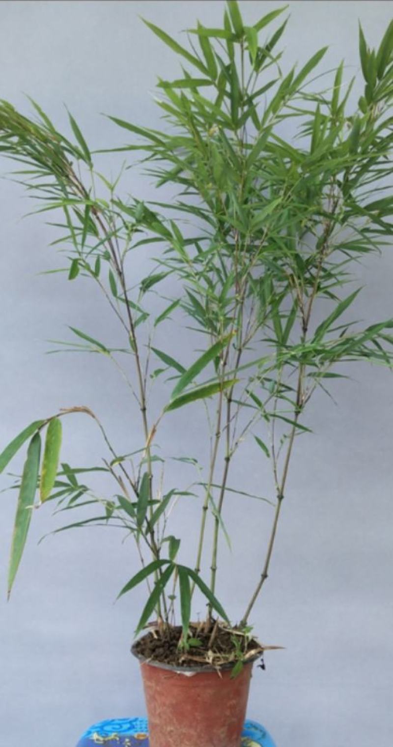 筇竹