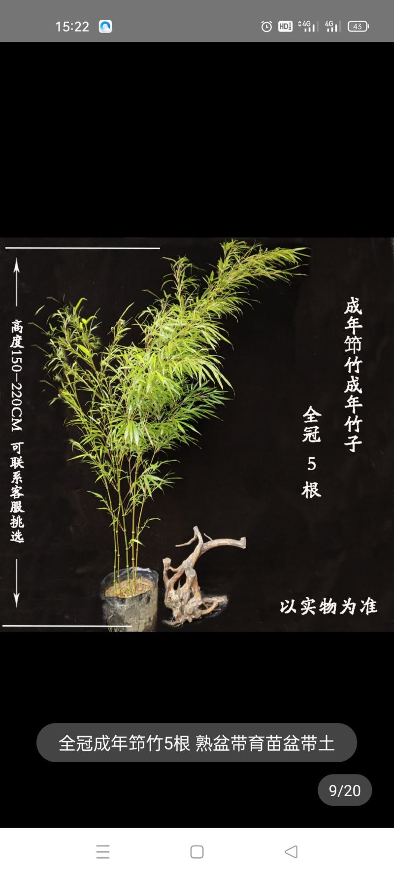 筇竹