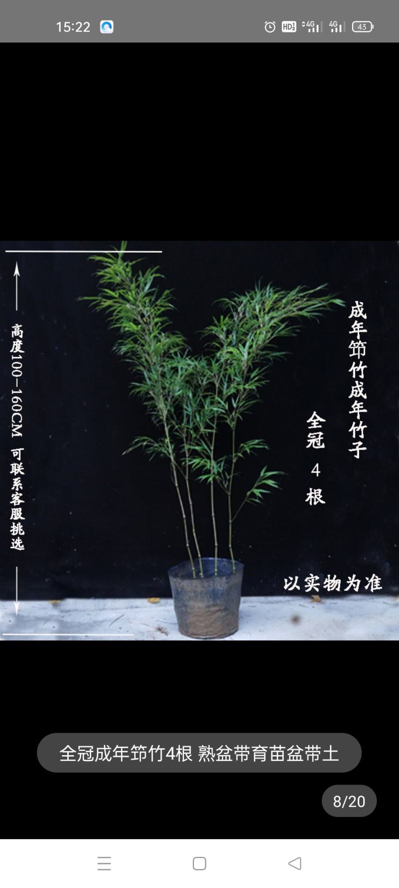 筇竹
