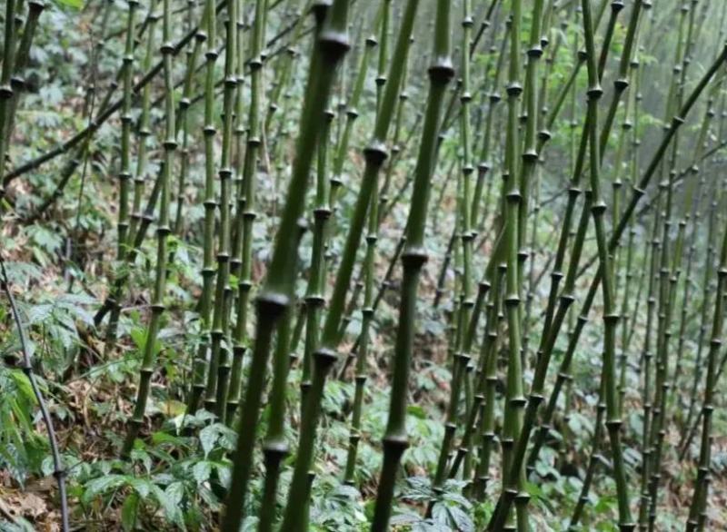 筇竹