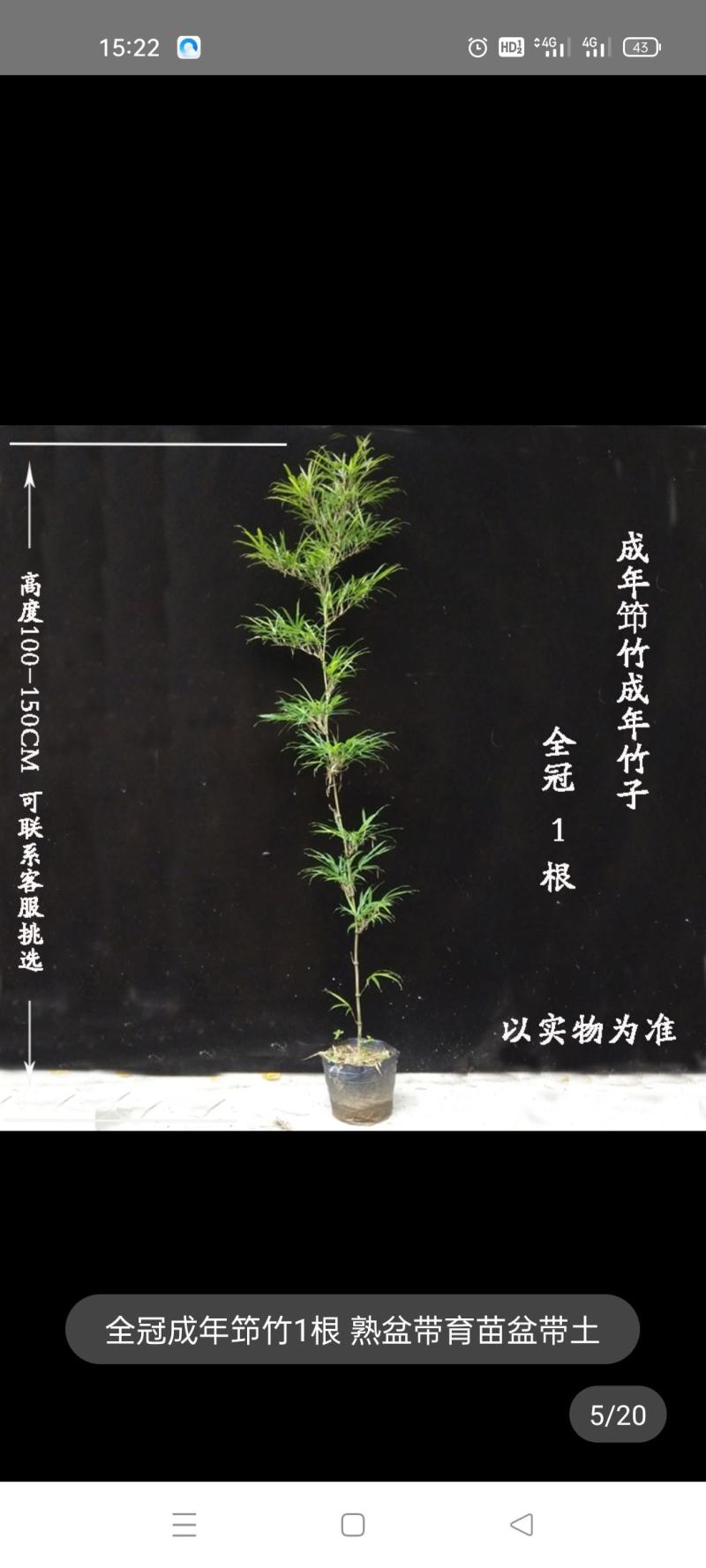筇竹