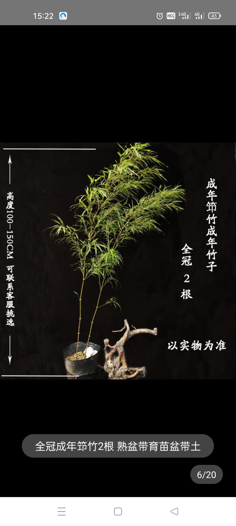 筇竹
