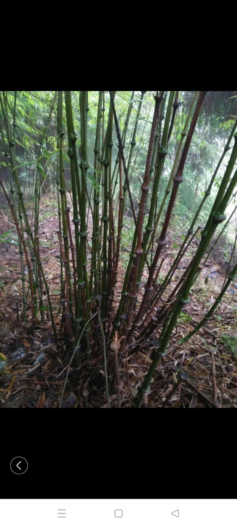 筇竹