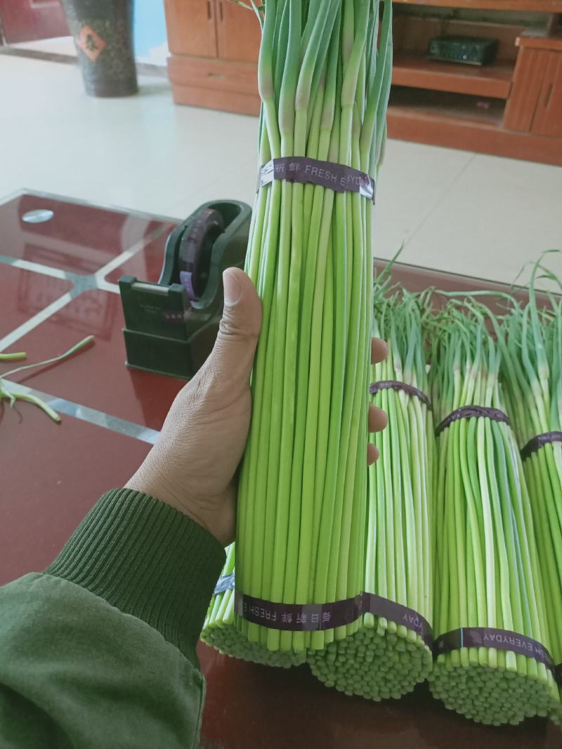 精品蒜苔红帽蒜薹诚信经营质量保证常年供应电商