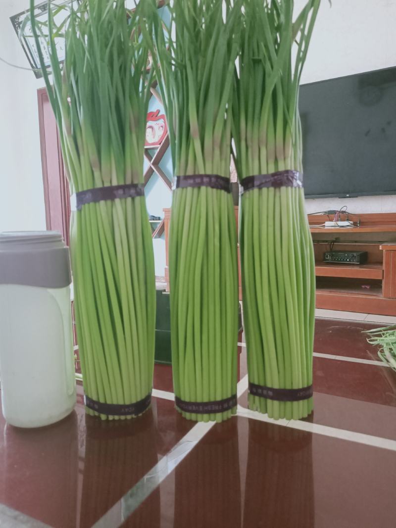 精品蒜苔红帽蒜薹诚信经营质量保证常年供应电商