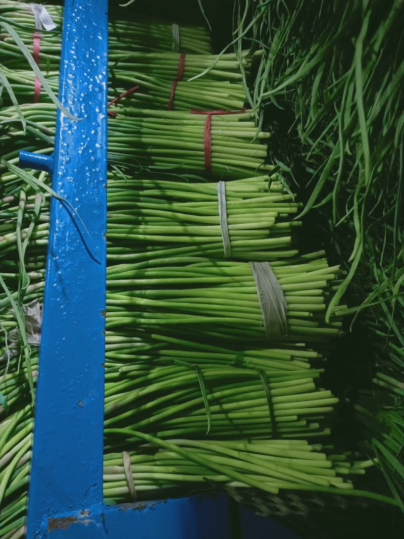 精品蒜苔红帽蒜薹诚信经营质量保证常年供应电商