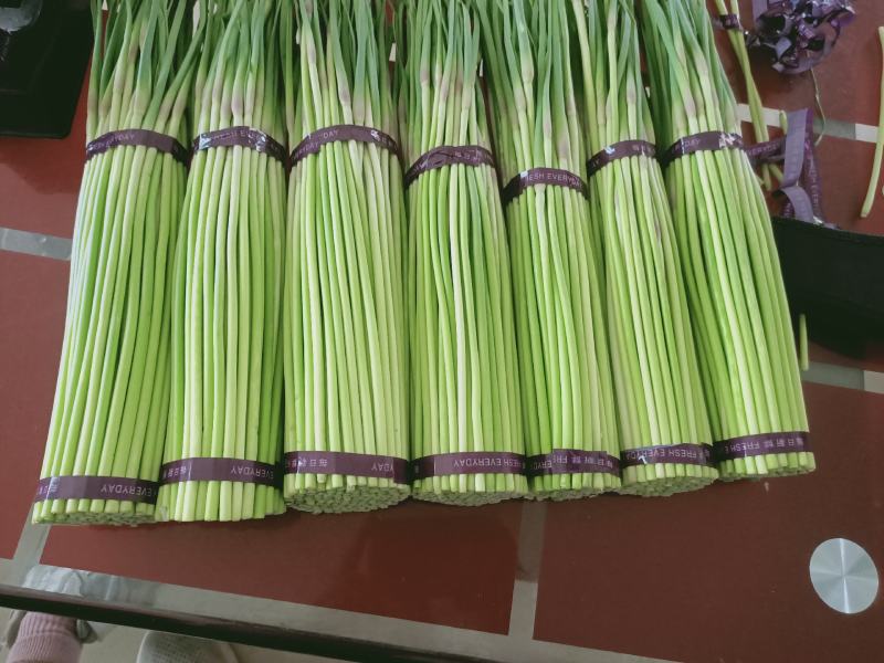 精品蒜苔红帽蒜薹诚信经营质量保证常年供应电商