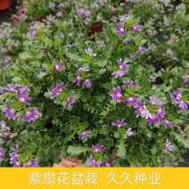 紫扇花盆栽带花纸扇花蓝扇花多年生草海桐垂吊盆花坛地被花卉