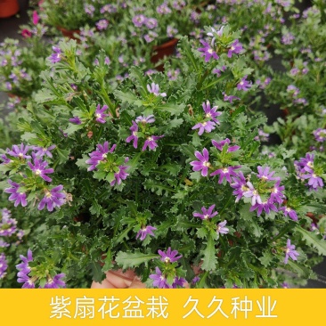 紫扇花盆栽带花纸扇花蓝扇花多年生草海桐垂吊盆花坛地被花卉