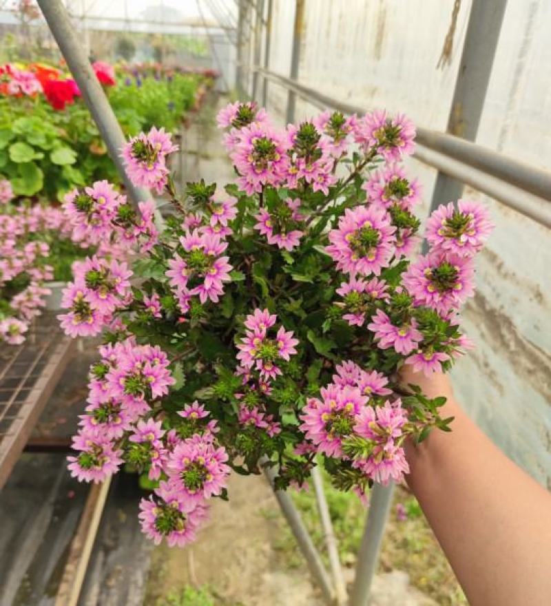 紫扇花盆栽带花纸扇花蓝扇花多年生草海桐垂吊盆花坛地被花卉