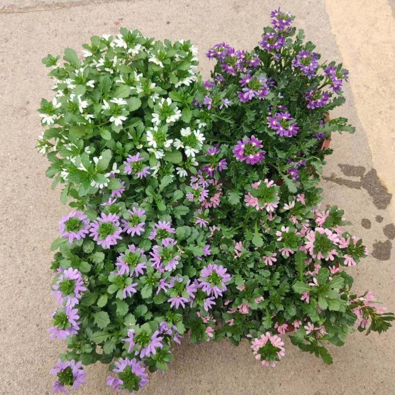 紫扇花盆栽带花纸扇花蓝扇花多年生草海桐垂吊盆花坛地被花卉