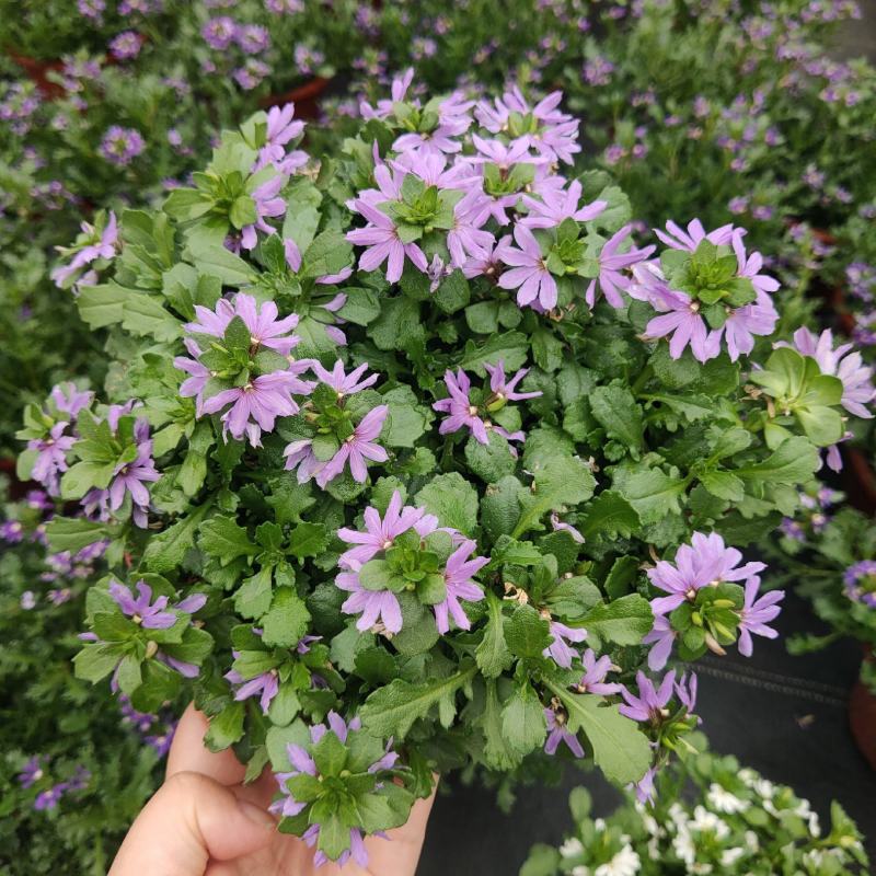 紫扇花盆栽带花纸扇花蓝扇花多年生草海桐垂吊盆花坛地被花卉